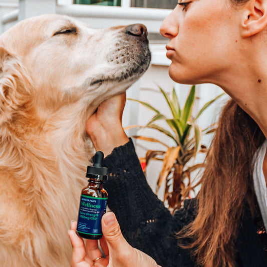 Giving CBD to Pets: An Owner's Guide  CBD may help a wide variety of ailments in cats, dogs and other pets but dosage and quality is important.